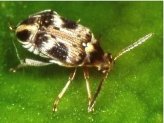 Study of Storage Pests and Their Management | PPTX