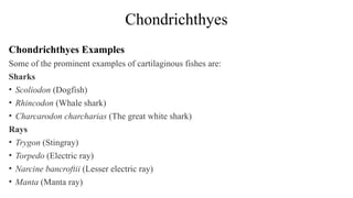 Study of Structure and Classification of Cartiliginous Fishes.pptx
