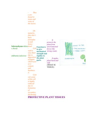 Sclerenchyma sklero
s (hard)
enkhuma (infusion)
· Thes
e are
found in
stems and
veins of
the leaves.
· On
maturity,
they don’t
have
protoplas
m and
hence
dead.
· Cell
wall is
very thick
due to
deposition
of lignin
which acts
as a
cement
and
hardness
it.
· Cent
ral cavity
of the cell
is highly
reduced
due to
formation
of
secondary
thickening.
Function is
to give
mechanical
strength and
rigidity to
the plant
parts.
· It
protects the
plant from
environmental
forces like
strong winds.
· It makes
plant hard and
stiff.
(WHAT IS
TISSUE)
PROTECTIVE PLANT TISSUES
 