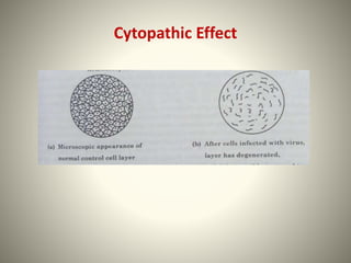 STUDY OF VIRUSES.pptx