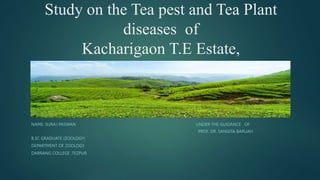 Study on the Tea pest and Tea Plant
diseases of
Kacharigaon T.E Estate,
Rangapara,Assam
NAME: SURAJ PASWAN UNDER THE GUIDANCE OF
PROF. DR. SANGITA BARUAH
B.SC GRADUATE (ZOOLOGY)
DEPARTMENT OF ZOOLOGY
DARRANG COLLEGE ,TEZPUR
 