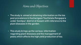 Aims and Objectives
 The study is aimed at obtaining information on the tea
pest prevalence in Kacharigaon Tea Estate,Ran...