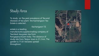 Study Area
To study on Tea pest prevalance of Tea and
diseases of tea plant the Kacharigaon Tea
Estate is selected .
Kacha...