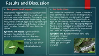 Results and Discussion
1. Tea green Leaf hopper:
Tea green leaf hopper(Emposca flavescens)are most
damaging to the leaves....