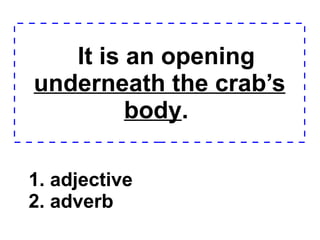 It is an opening  underneath the crab’s body .  1. adjective 2. adverb  