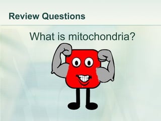 Review Questions What is mitochondria? 