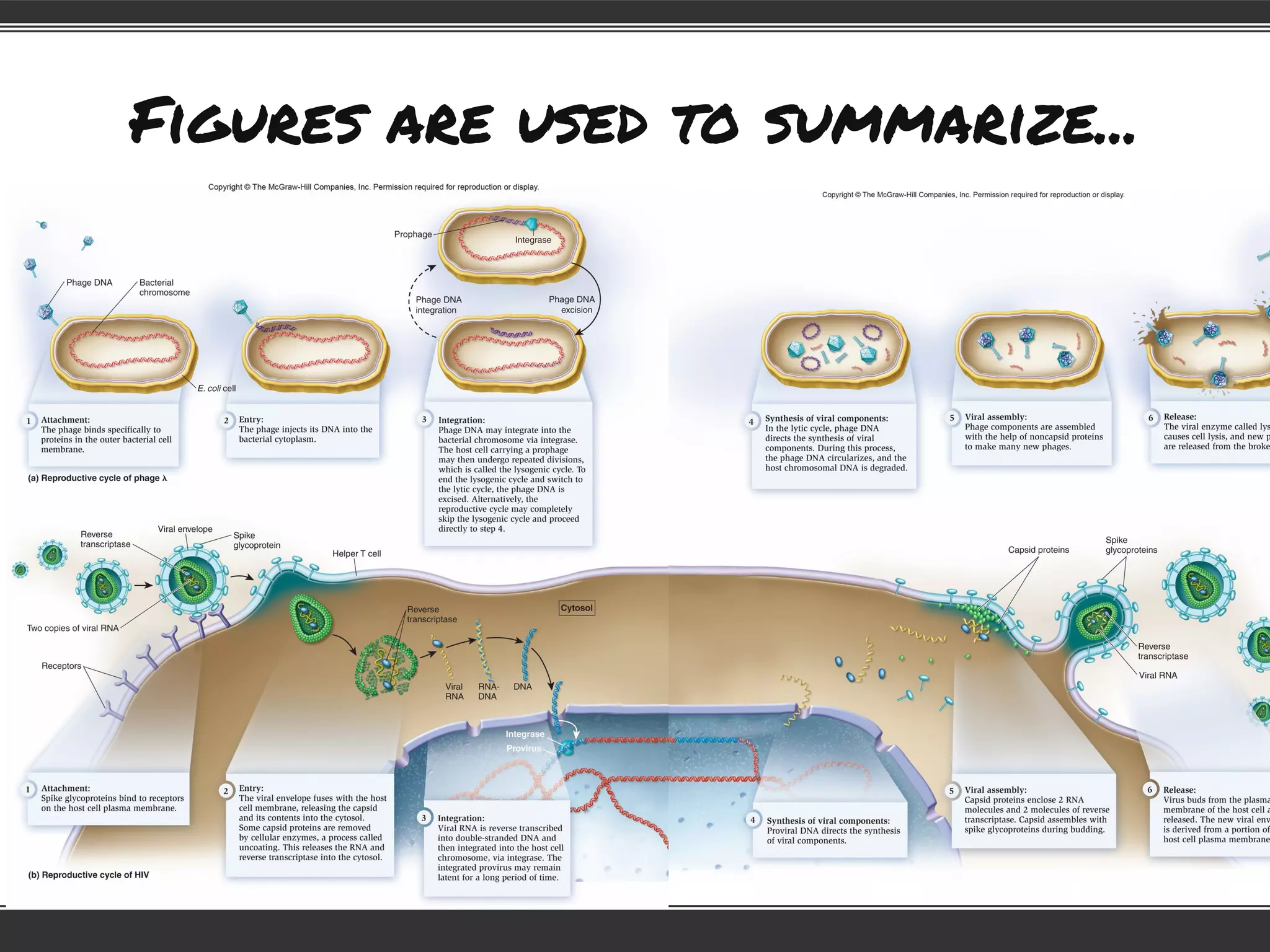 Figures are used to summarize...
 