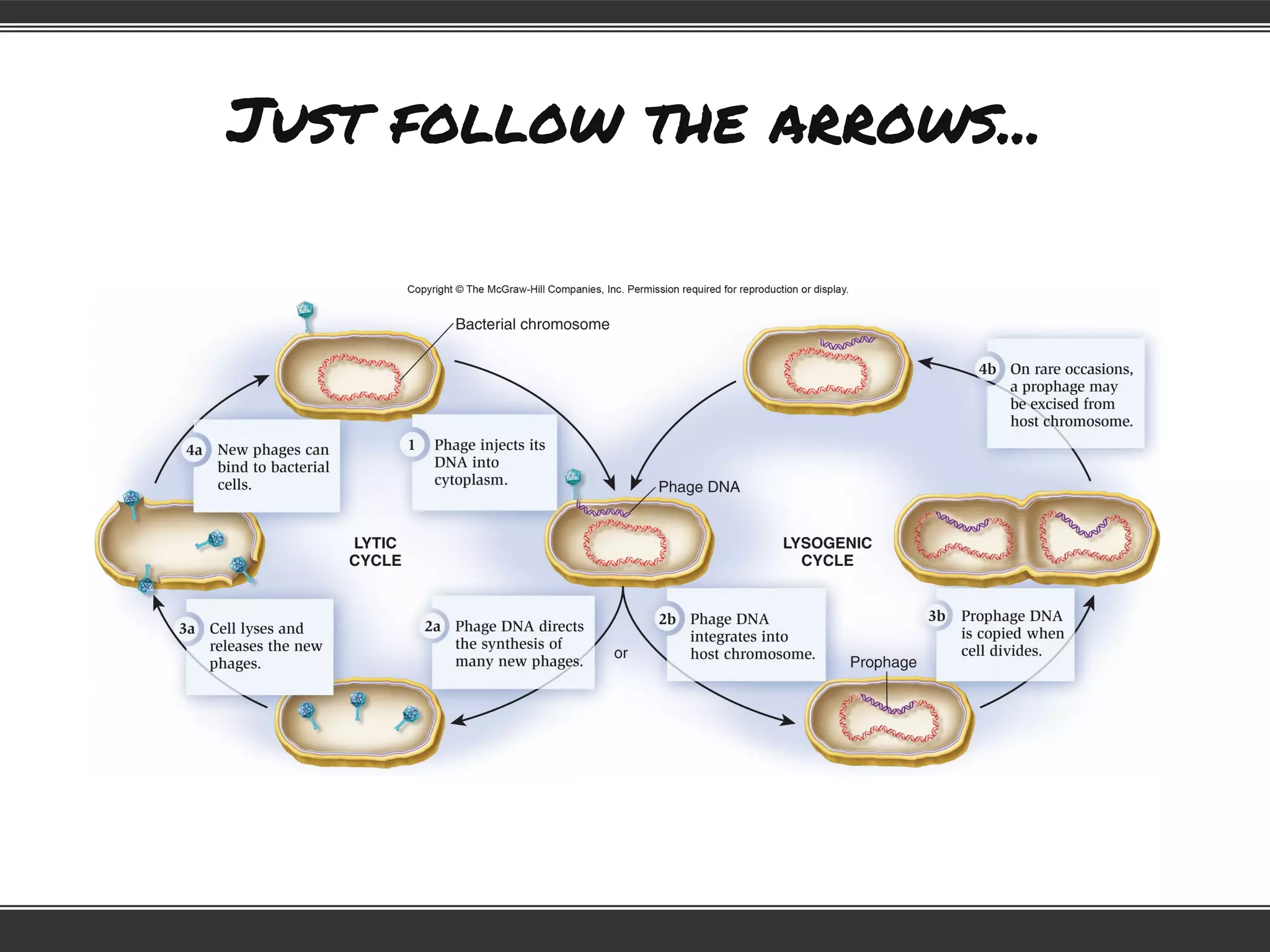 Just follow the arrows...
 