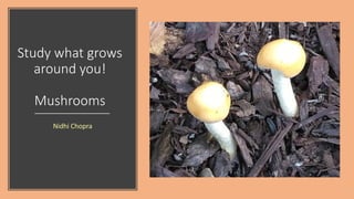 Study what grows
around you!
Mushrooms
Nidhi Chopra
 