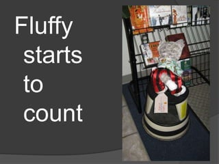 Fluffy starts to count