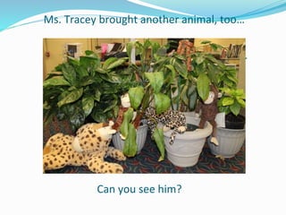 Ms. Tracey brought another animal, too…
Ms. Tracey brought another animal, too…
Can you see him?
 