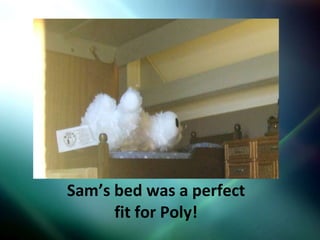 Sam’s bed was a perfect fit for Poly! 