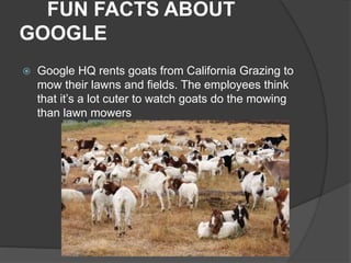 FUN FACTS ABOUT
GOOGLE
 Google HQ rents goats from California Grazing to
mow their lawns and fields. The employees think
that it’s a lot cuter to watch goats do the mowing
than lawn mowers
 