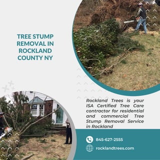 TREE STUMP
REMOVAL IN
ROCKLAND
COUNTY NY
Rockland Trees is your
ISA Certified Tree Care
contractor for residential
and commercial Tree
Stump Removal Service
in Rockland
rocklandtrees.com
845-627-2555
 