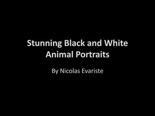 Stunning Black and White
    Animal Portraits
     By Nicolas Evariste
 
