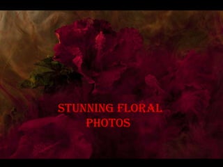 Stunning floral
    photos
 