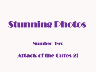 Stunning Photos
Number Two
Attack of the Cutes 2!
 