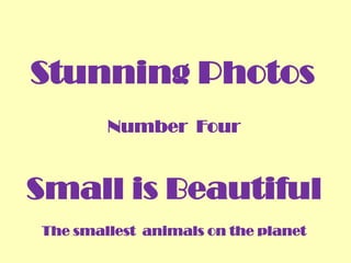 Stunning Photos
Number Four

Small is Beautiful
The smallest animals on the planet

 
