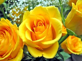 Stunning Roses