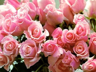 Stunning Roses