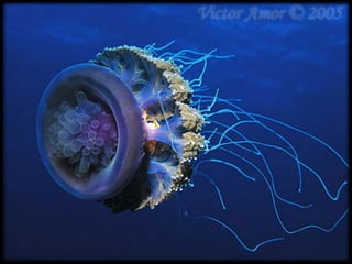 Stunning Underwater Photography
