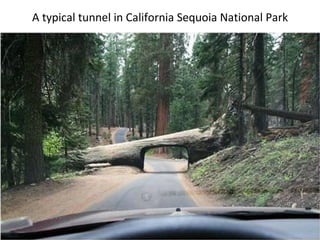 A typical tunnel in California Sequoia National Park
 