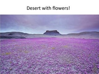 Desert with flowers!
 