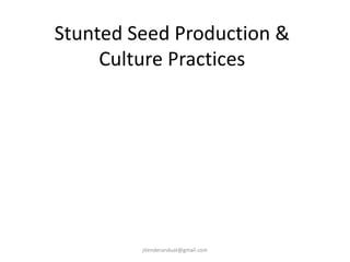 Stunted Seed Production &
Culture Practices
jitenderanduat@gmail.com
 