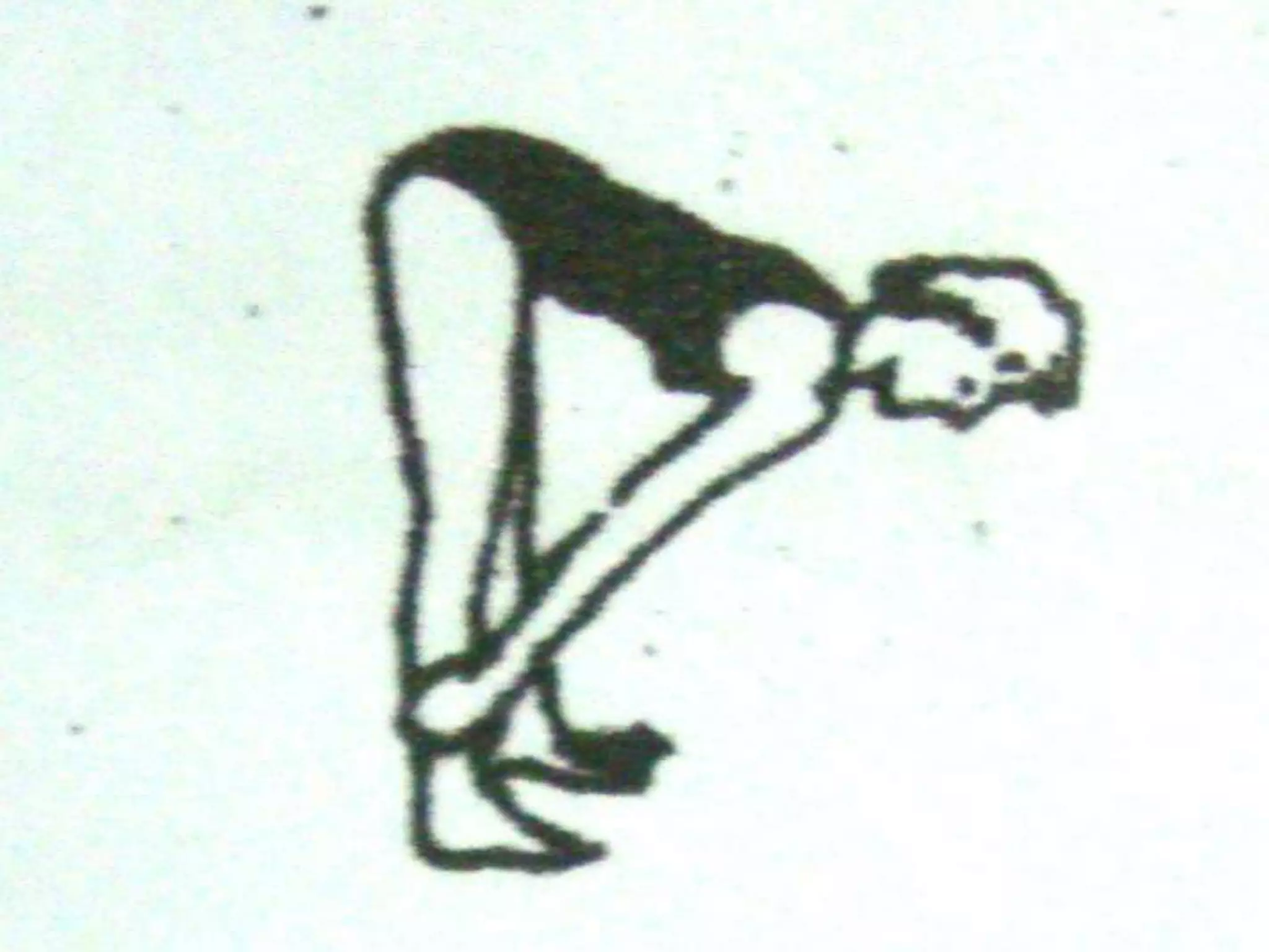 Ankle Hold Walk
      Hold the ankle with hands, legs
relatively straight. Walk forward.
 