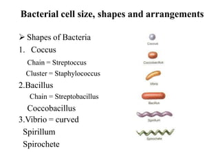 sturcture of bacteria lecture 3[1].pptx