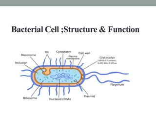 Bacterial Cell ;Structure & Function
 
