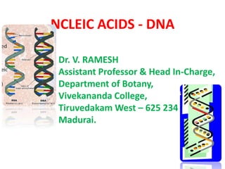 NCLEIC ACIDS - DNA
Dr. V. RAMESH
Assistant Professor & Head In-Charge,
Department of Botany,
Vivekananda College,
Tiruvedakam West – 625 234
Madurai.
 