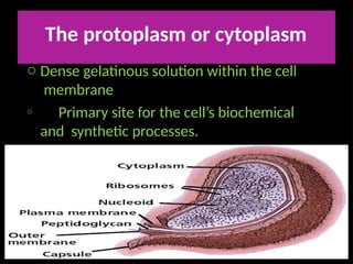 Protoplasm STURCTURE OF PROKARYOTIC AND EUKARYOTIC CELLS, CELL DIVISION-MITOSIS ...