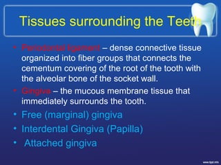 Tissues surrounding the Teeth
• Periodontal ligament – dense connective tissue
organized into fiber groups that connects the
cementum covering of the root of the tooth with
the alveolar bone of the socket wall.
• Gingiva – the mucous membrane tissue that
immediately surrounds the tooth.
• Free (marginal) gingiva
• Interdental Gingiva (Papilla)
• Attached gingiva
 