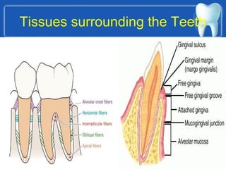 Tissues surrounding the Teeth
 