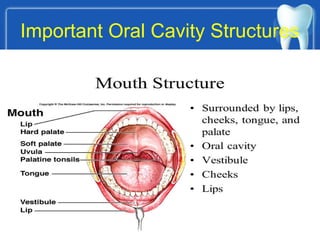 Important Oral Cavity Structures
 