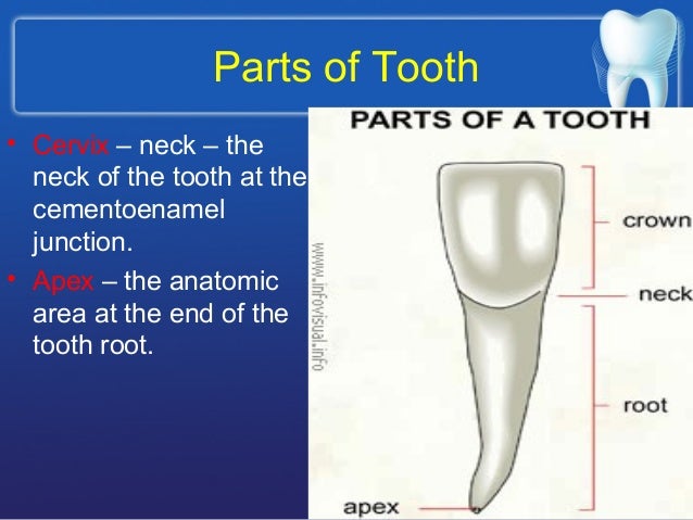 Sturcture of tooth