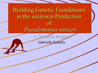 Building Genetic Foundations  in the saxitoxin Production  of    Pseudomonas stutzeri A Research Proposal Gabrielle Roberts   