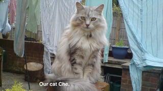 Our cat Che.
 