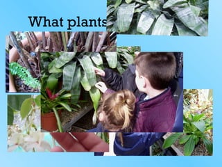 What plants can we see?
 