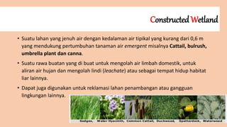 Constructed Wetland
• Suatu lahan yang jenuh air dengan kedalaman air tipikal yang kurang dari 0,6 m
yang mendukung pertumbuhan tanaman air emergent misalnya Cattail, bulrush,
umbrella plant dan canna.
• Suatu rawa buatan yang di buat untuk mengolah air limbah domestik, untuk
aliran air hujan dan mengolah lindi (leachate) atau sebagai tempat hidup habitat
liar lainnya.
• Dapat juga digunakan untuk reklamasi lahan penambangan atau gangguan
lingkungan lainnya.
 
