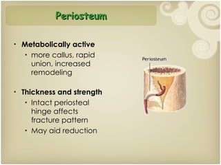 Metabolically active more callus, rapid union, increased remodeling Thickness and strength Intact periosteal hinge affects fracture pattern May aid reduction Periosteum 