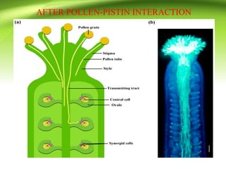 AFTER POLLEN-PISTIN INTERACTION
 