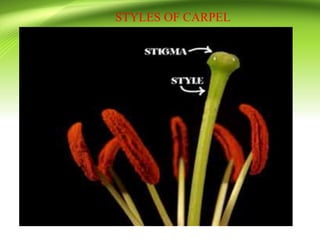 STYLES OF CARPEL
 