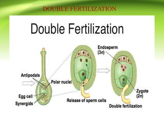 DOUBLE FERTILIZATION
 