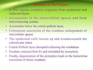 Structure of Wet Stigma
 