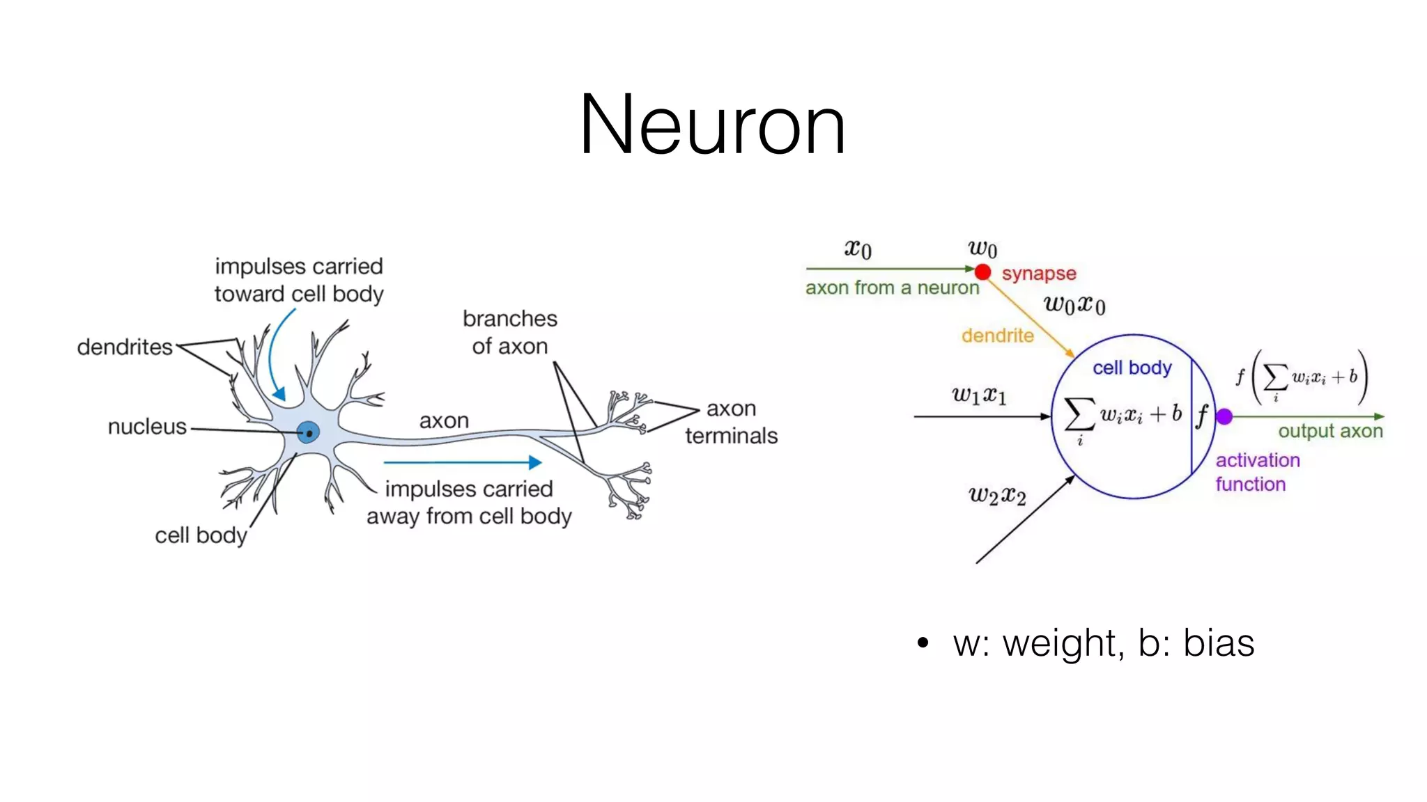 Neuron
• w: weight, b: bias
 