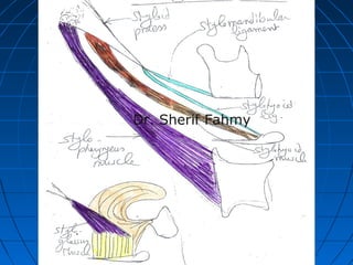 Styloid Apparatus (Anatomy of the Neck) | PPS