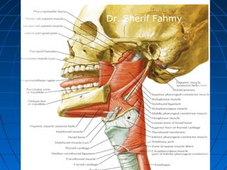 Dr. Sherif Fahmy
 