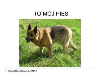 TO MÓJ PIESZAGŁOSUJ NA JULIANA !